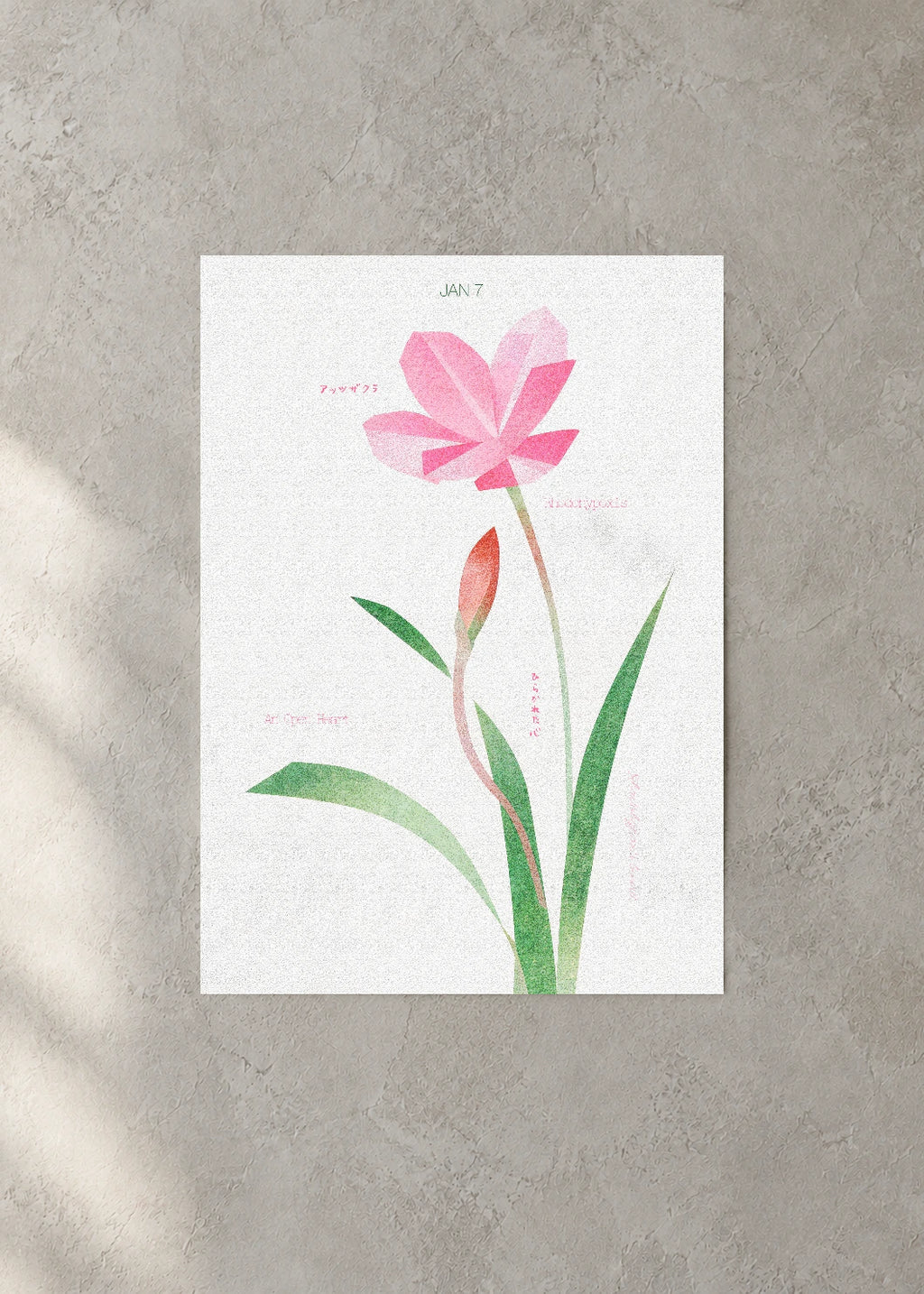 January 7 Birth Flower Poster — Red Star / Rhodohypoxis — concrete wall