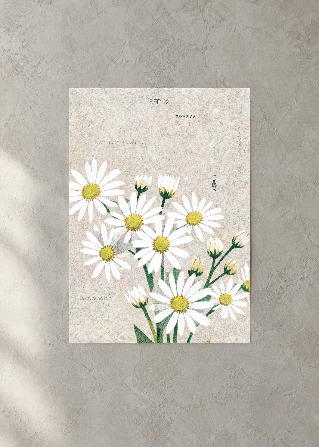 September 22 Birth Flower Poster — Peacock Aster — concrete wall
