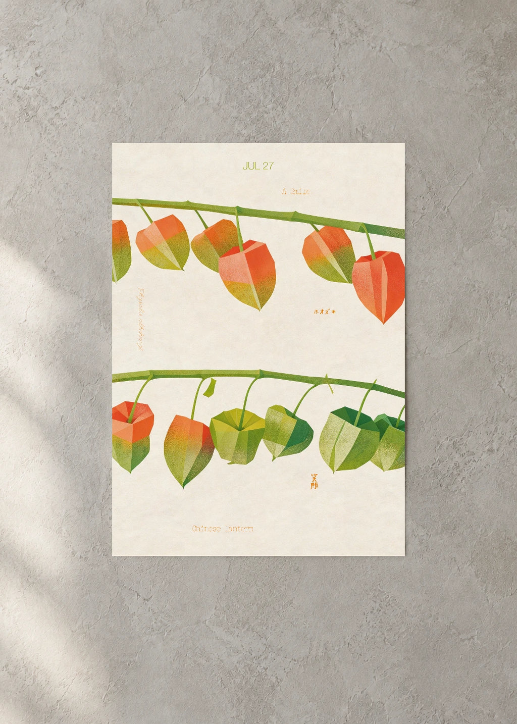 July 27 Birth Flower Poster — Chinese Lantern — concrete wall
