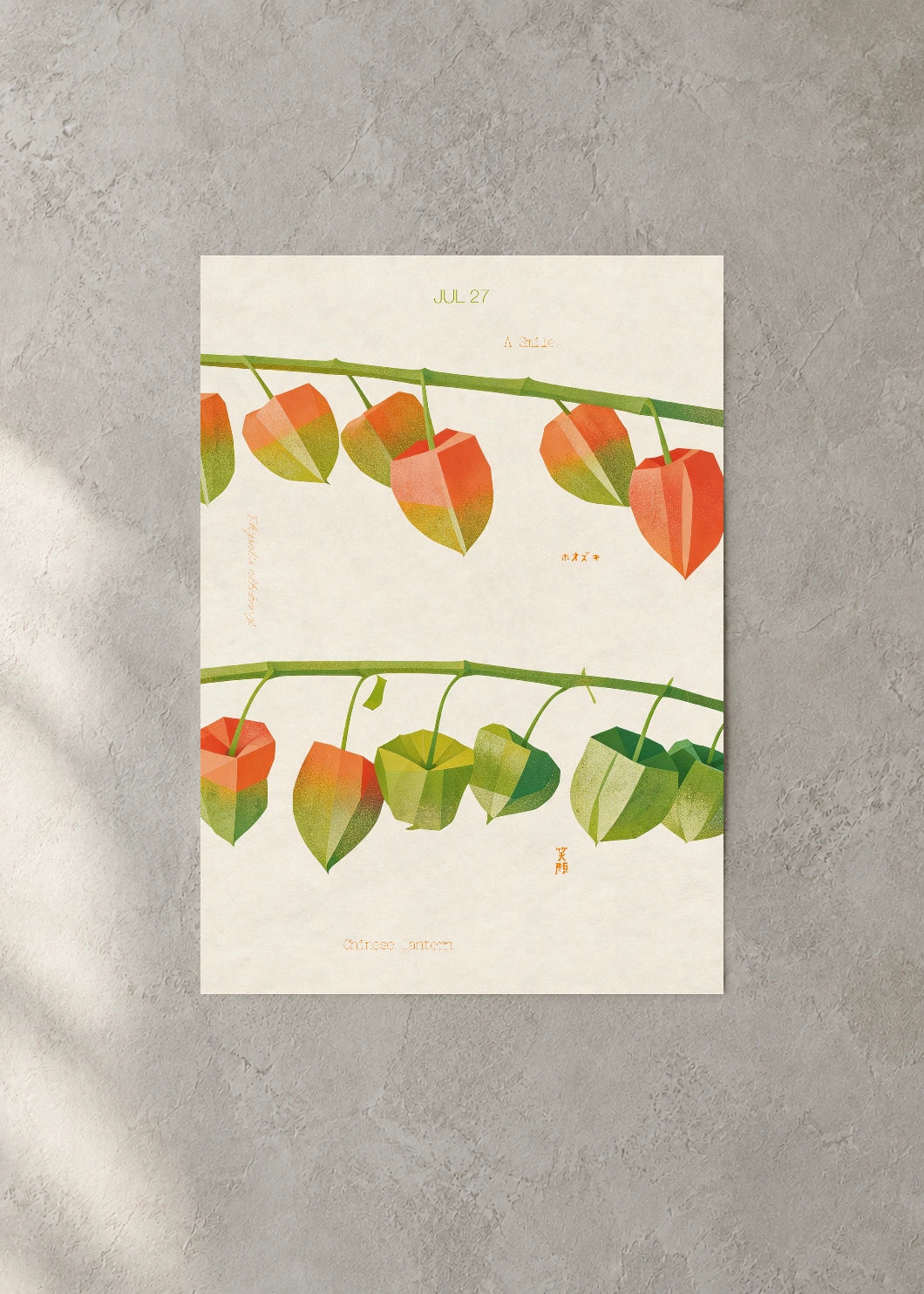July 27 Birth Flower Poster — Chinese Lantern — concrete wall