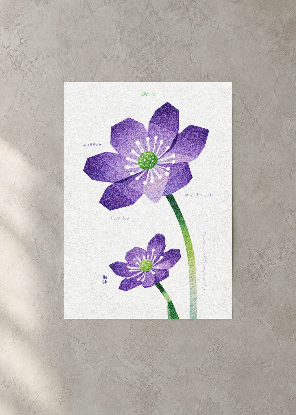 January 9 Birth Flower Poster — Japanese Hepatica — concrete wall