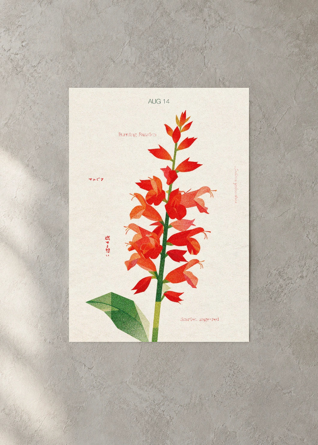 August 14 Birth Flower Poster — Scarlet Sage (Red) — concrete wall
