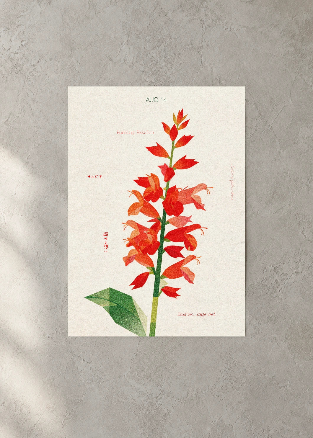 August 14 Birth Flower Poster — Scarlet Sage (Red) — concrete wall