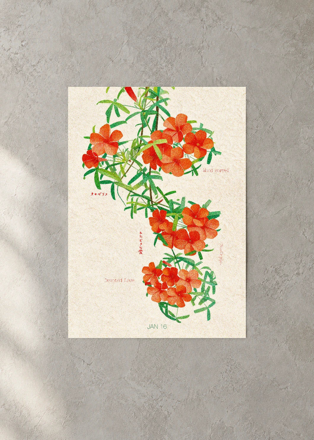January 16 Birth Flower Poster — Wood Sorrel — concrete wall