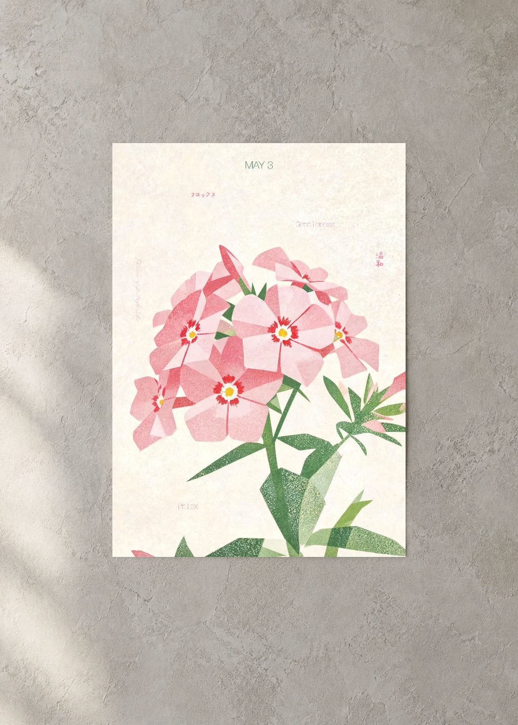 May 3 Birth Flower Poster — Phlox — concrete wall