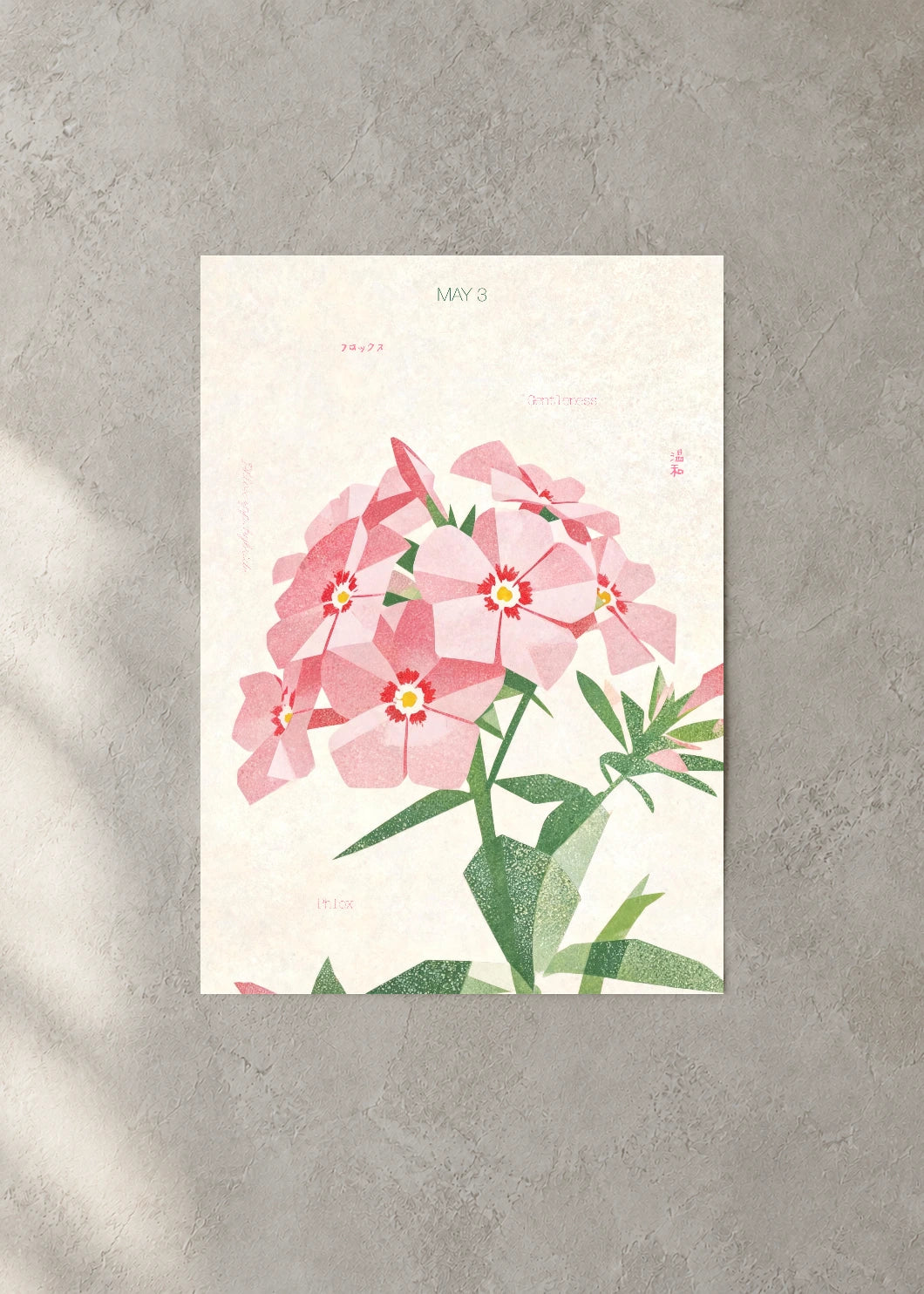May 3 Birth Flower Poster — Phlox — concrete wall