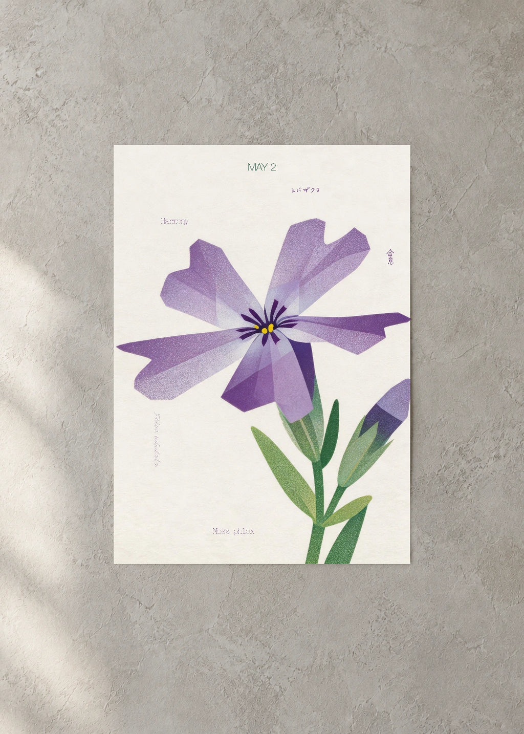 May 2 Birth Flower Poster — Moss Phlox — concrete wall