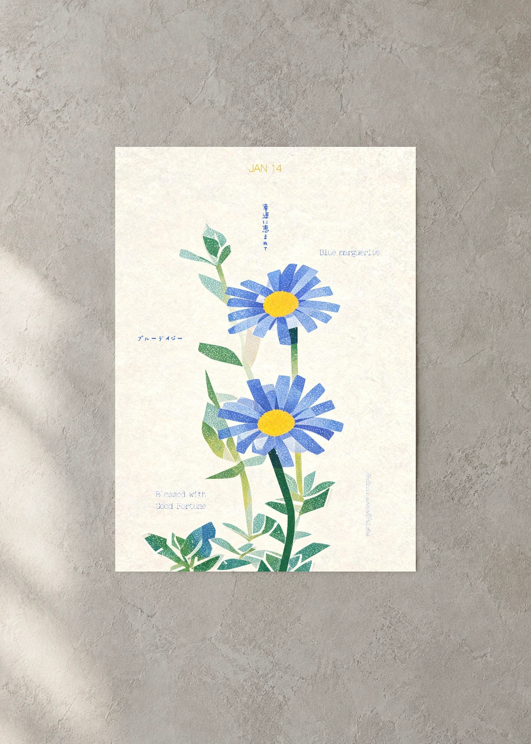 January 14 Birth Flower Poster — Blue Marguerite — concrete wall