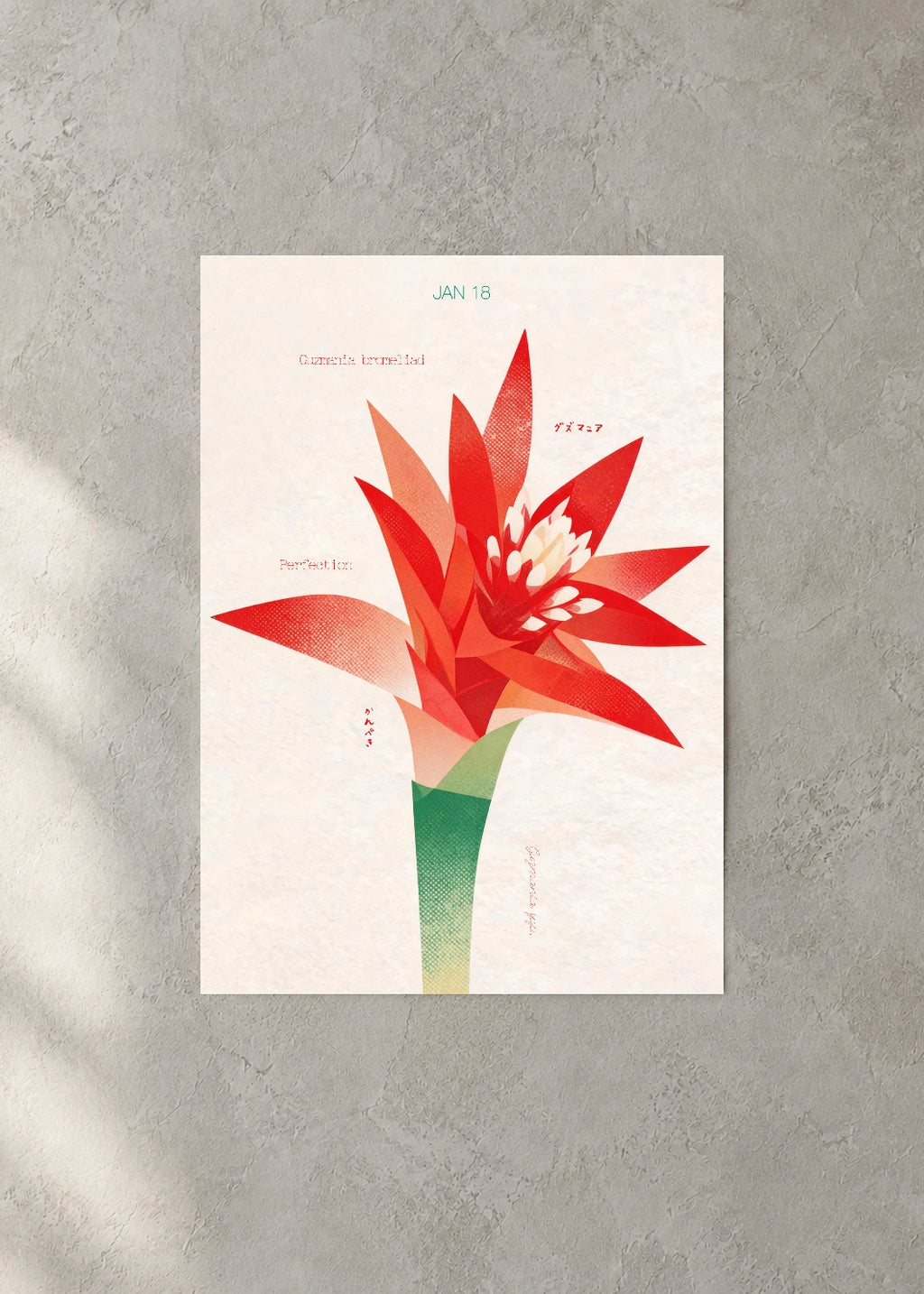 January 18 Birth Flower Poster — Guzmania Bromeliad — concrete wall