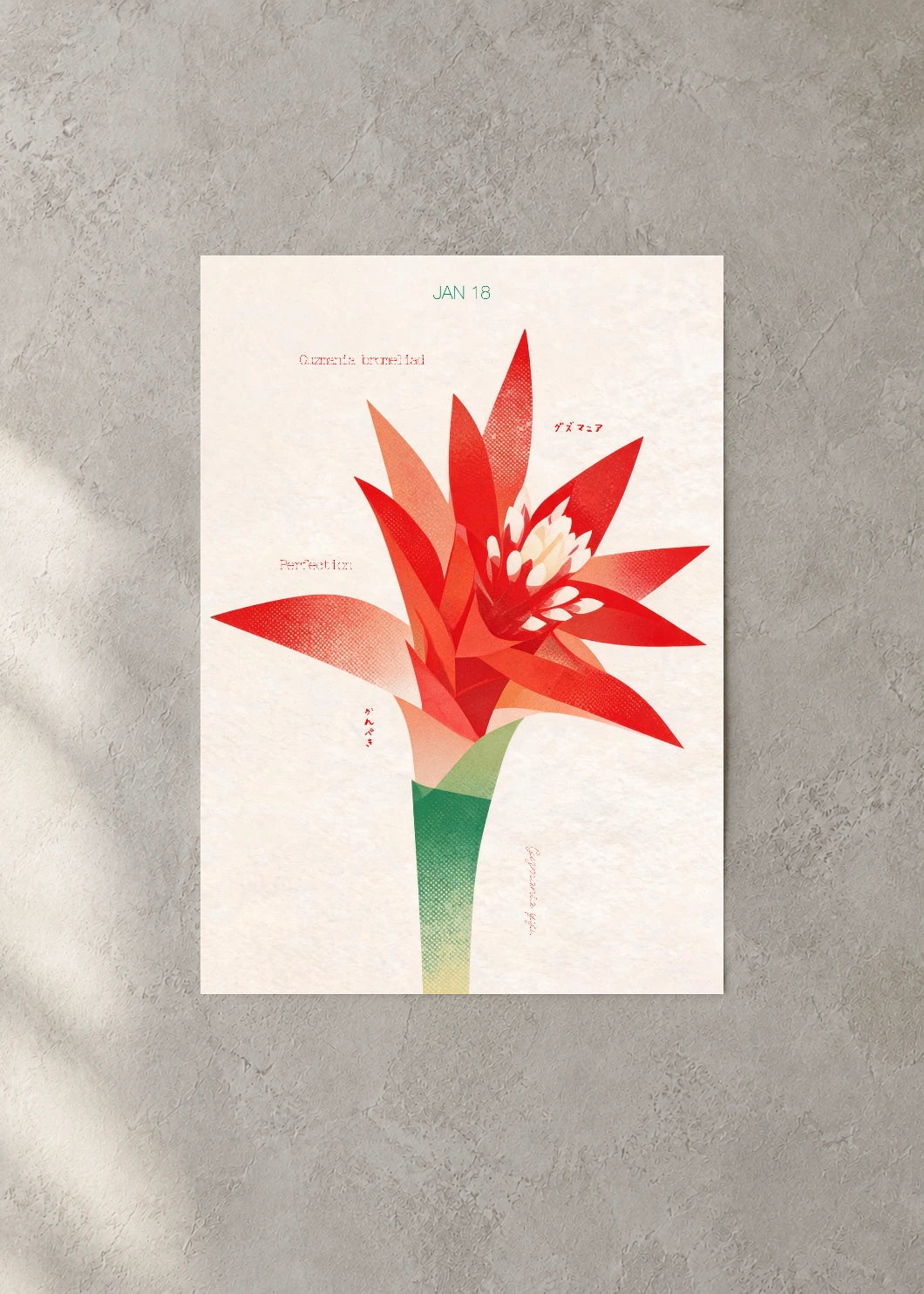 January 18 Birth Flower Poster — Guzmania Bromeliad — concrete wall