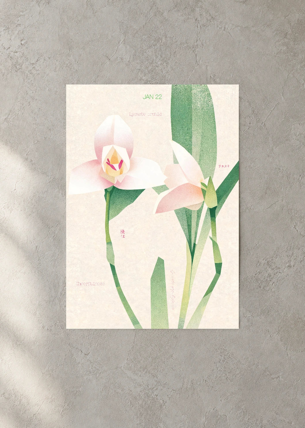 January 22 Birth Flower Poster — Lycaste Orchid — concrete wall