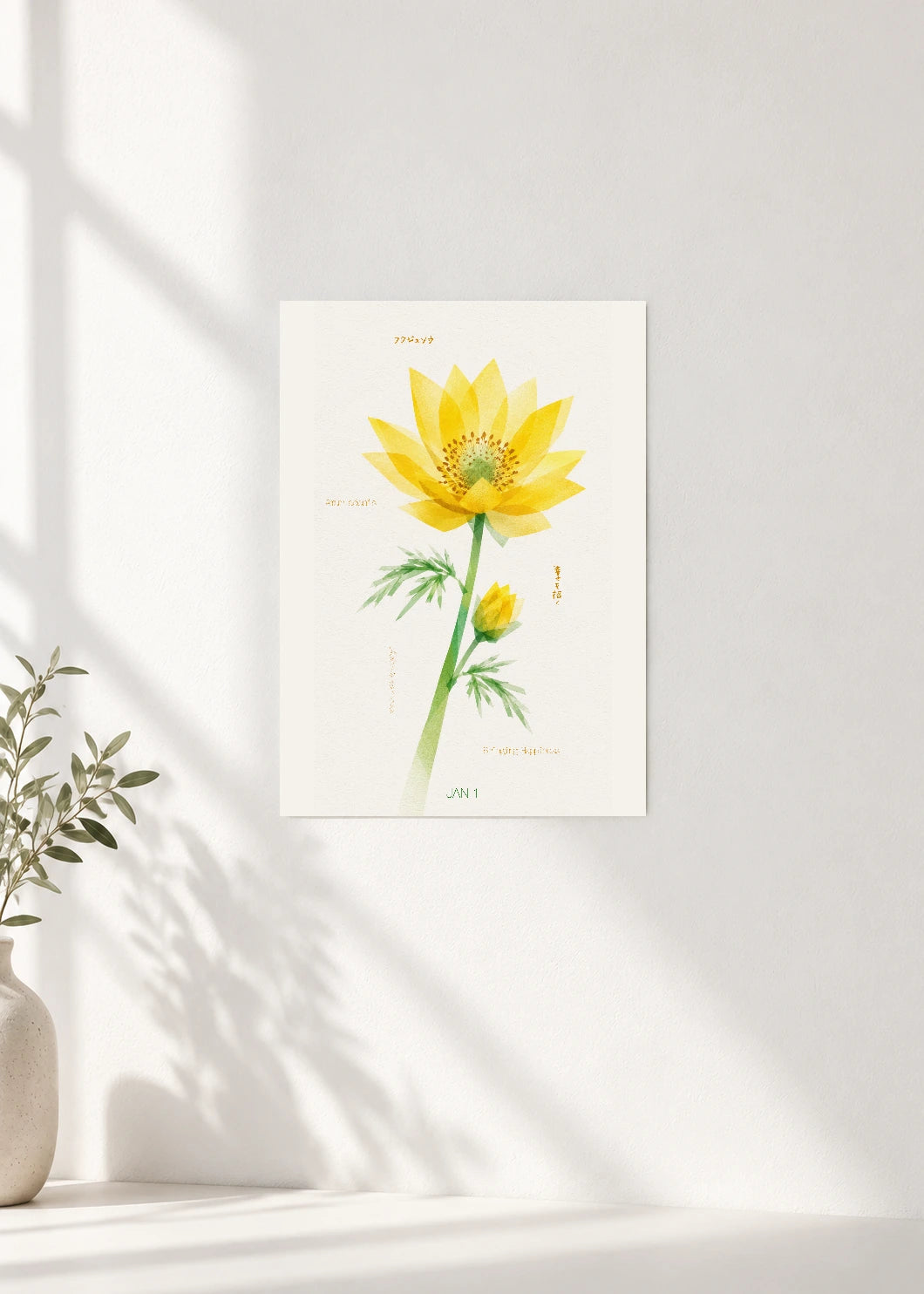 January 1 Birth Flower Poster — Amur Adonis — clean wall