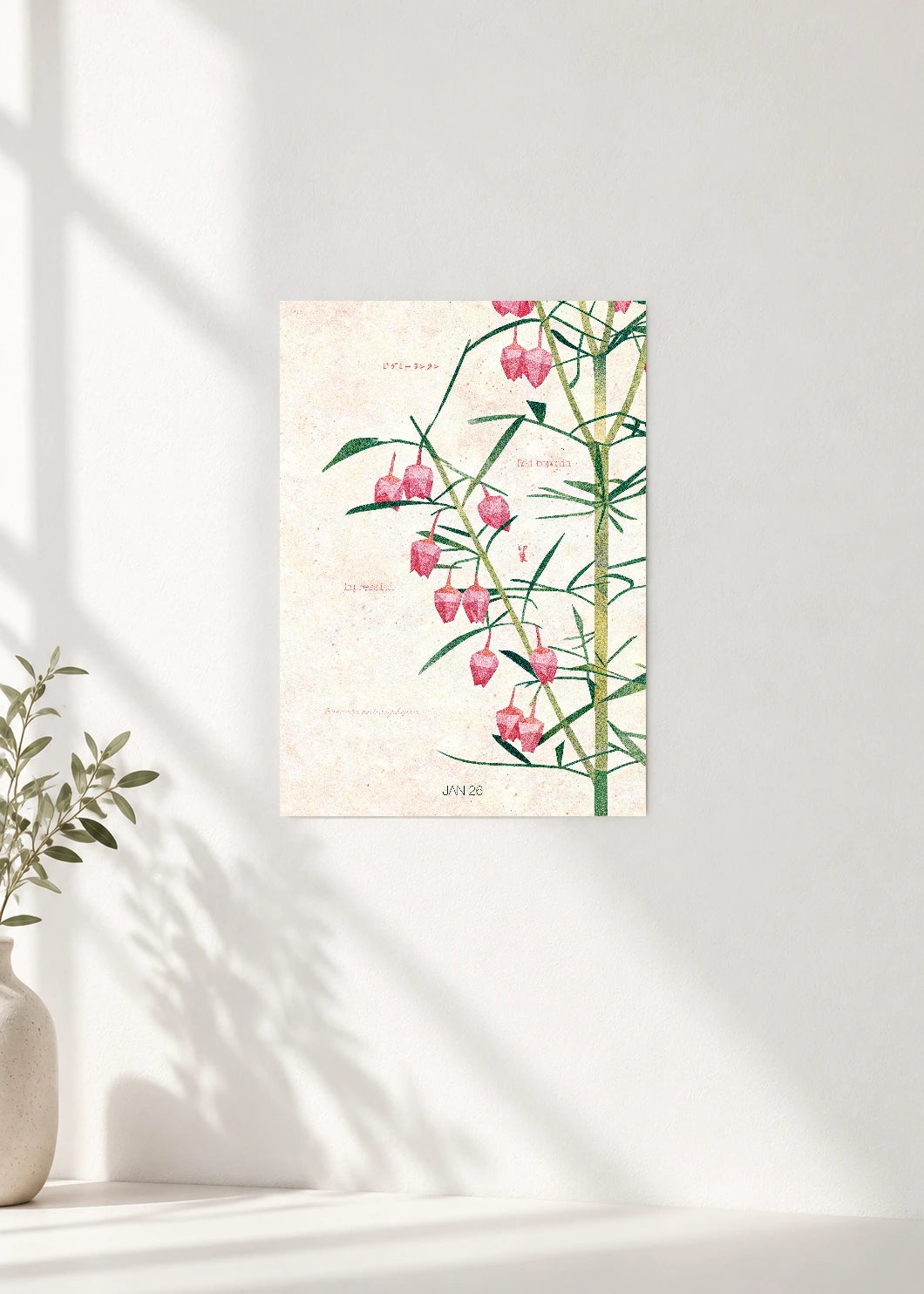 January 26 Birth Flower Poster — Red Boronia — clean wall