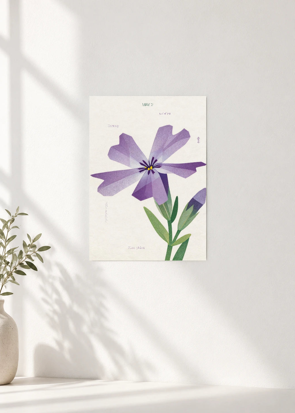 May 2 Birth Flower Poster — Moss Phlox — clean wall
