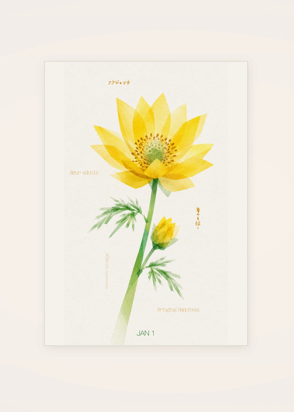 January 1 Amur Adonis birth flower card — clean