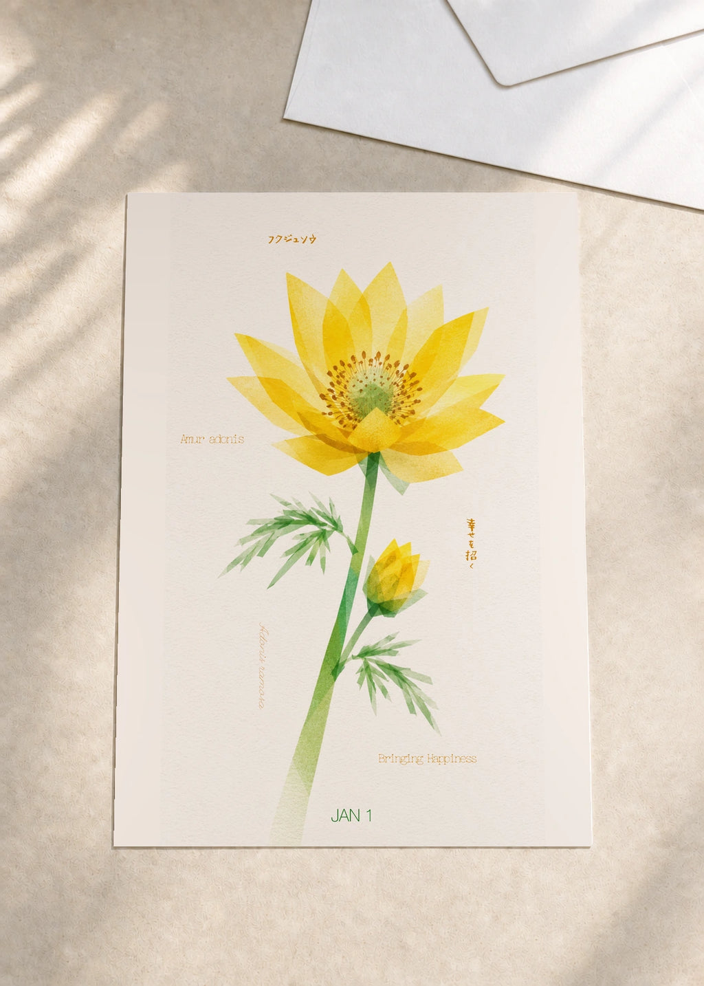January 1 Amur Adonis birth flower card — envelope