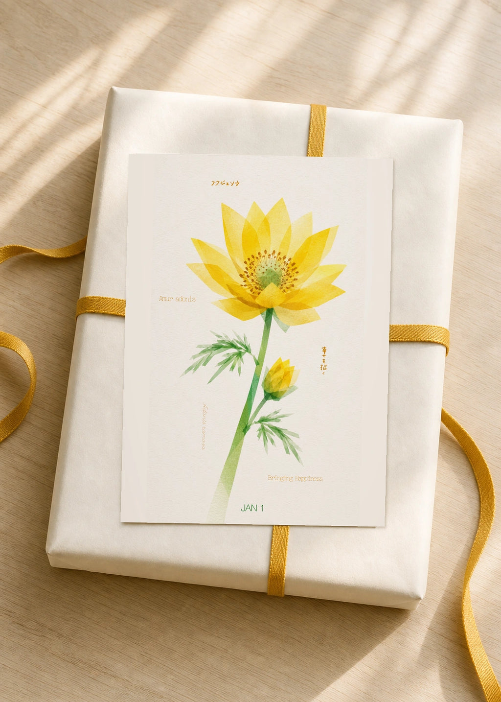January 1 Amur Adonis birth flower card — gift