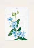 January 4 Blue Star birth flower card — clean