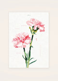 January 6 Carnation (Pink) birth flower card — clean
