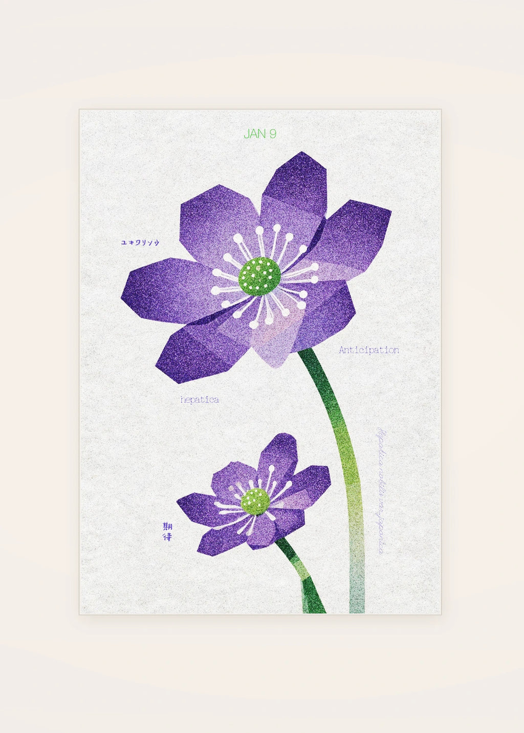 January 9 Japanese Hepatica birth flower card — clean