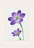 January 9 Japanese Hepatica birth flower card — clean