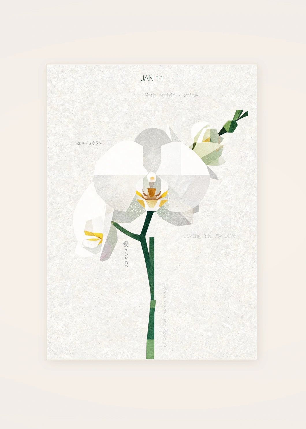 January 11 Moth Orchid (White) birth flower card — clean