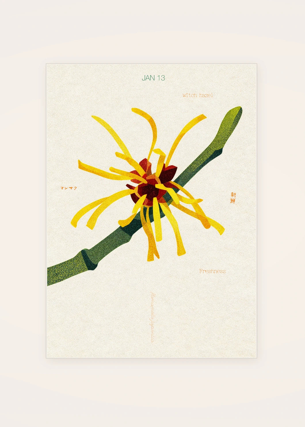 January 13 Japanese Witch Hazel birth flower card — clean