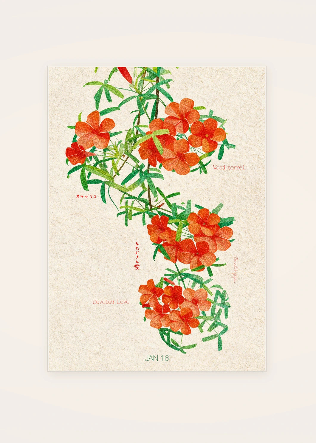 January 16 Wood Sorrel birth flower card — clean