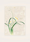 January 21 Narcissus birth flower card — clean