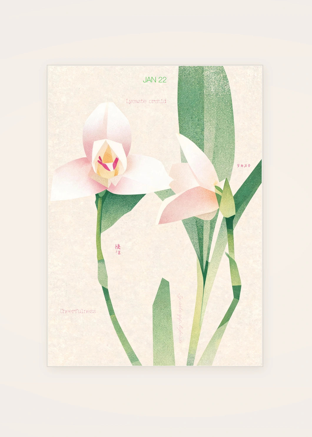 January 22 Lycaste Orchid birth flower card — clean