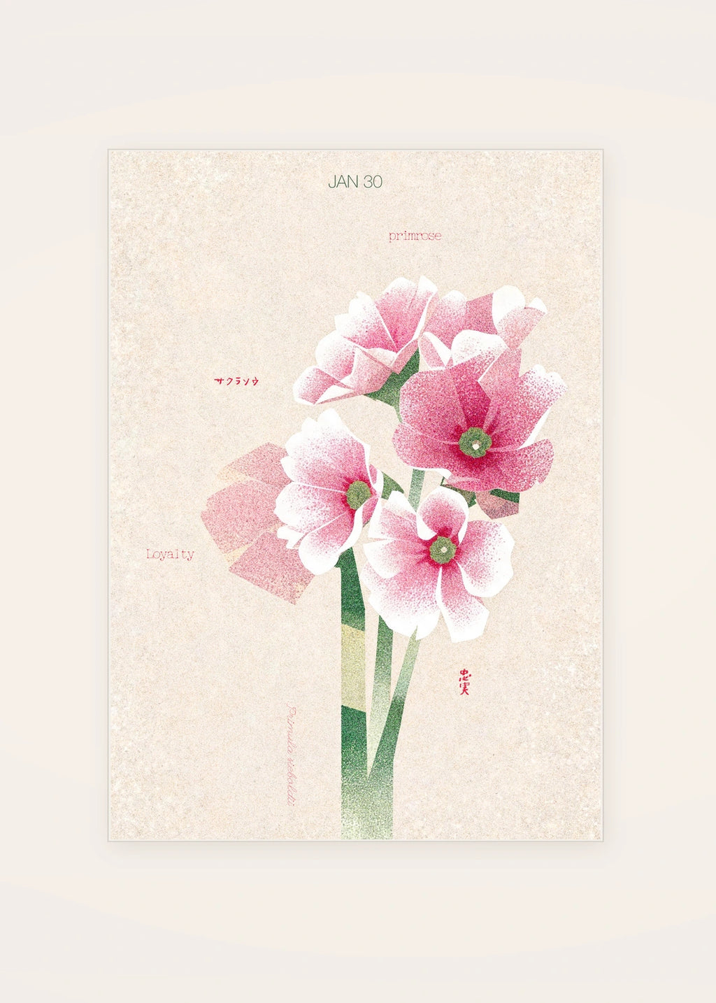 January 30 Japanese Primrose birth flower card — clean