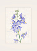 February 8 Japanese Jacob's Ladder birth flower card — clean