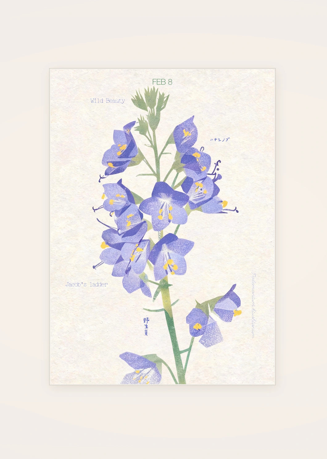 February 8 Japanese Jacob's Ladder birth flower card — clean