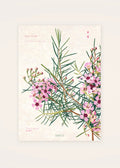 March 8 Geraldton Wax birth flower card — clean