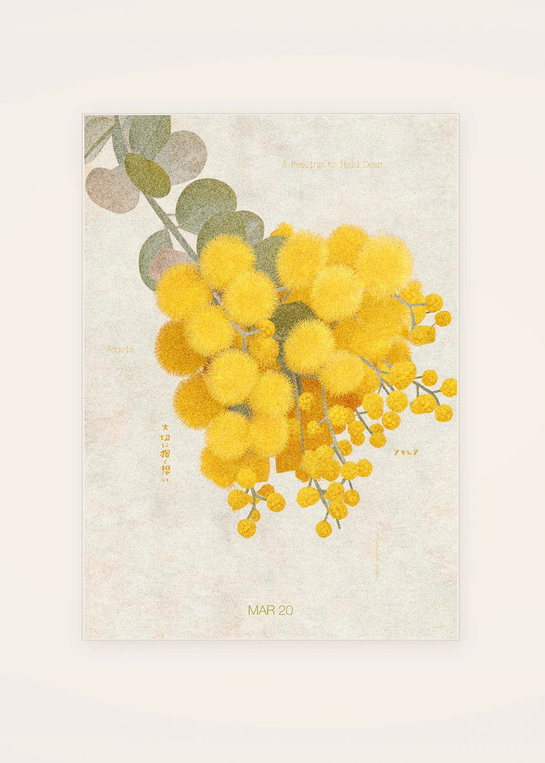 March 20 Acacia birth flower card — clean