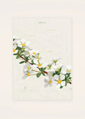 March 22 Thunberg Spirea birth flower card — clean