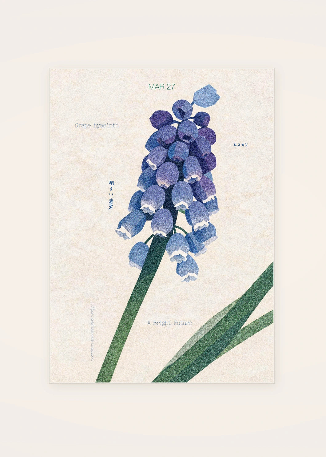 March 27 Grape Hyacinth birth flower card — clean