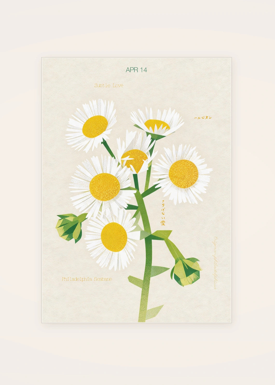 April 14 Philadelphia Fleabane birth flower card — clean