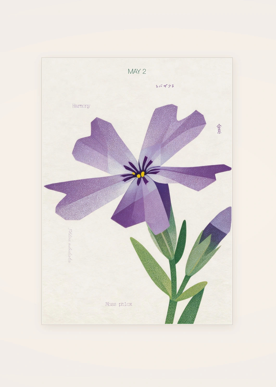 May 2 Moss Phlox birth flower card — clean