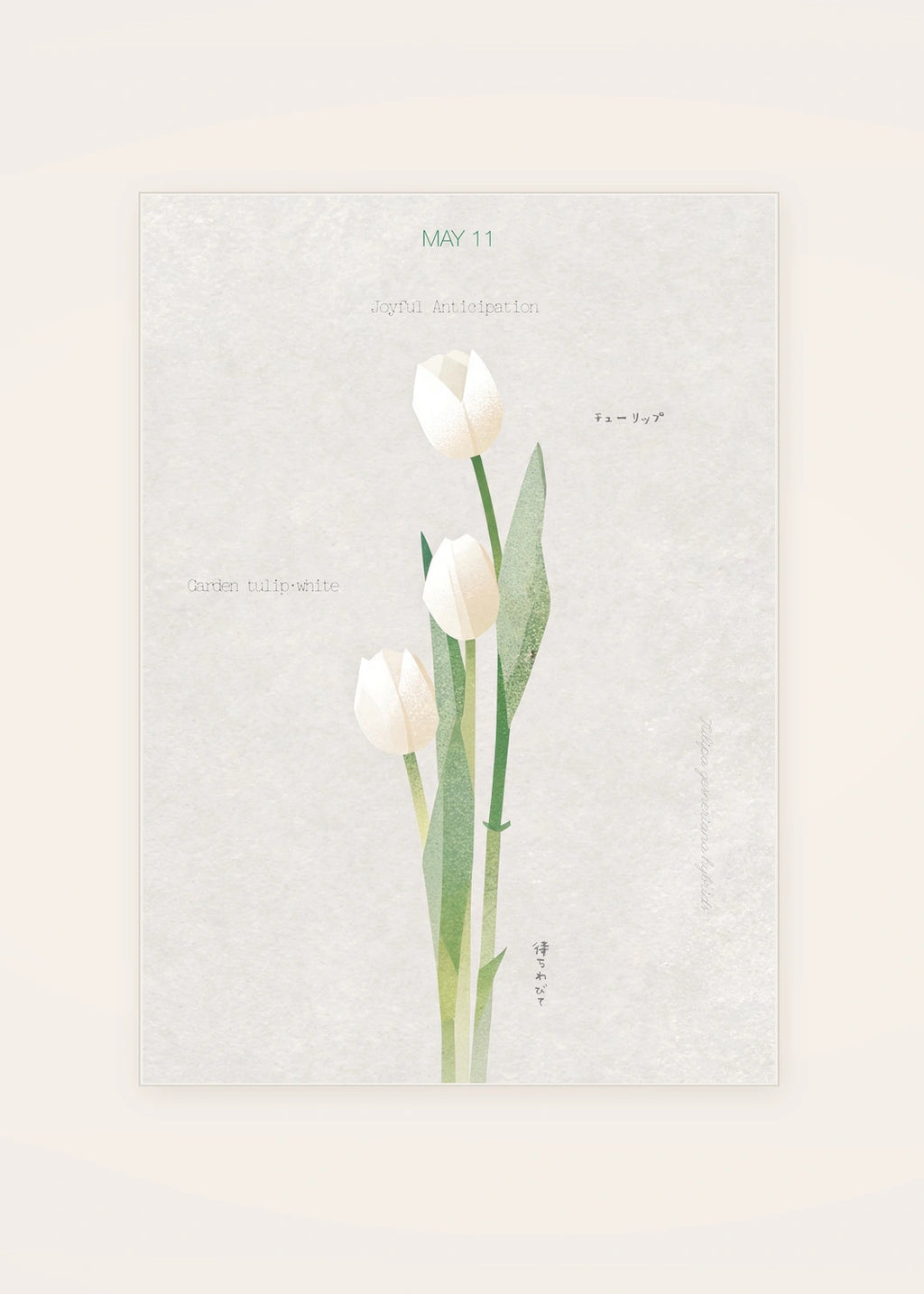 May 11 Garden Tulip (White) birth flower card — clean