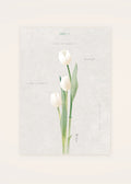 May 11 Garden Tulip (White) birth flower card — clean