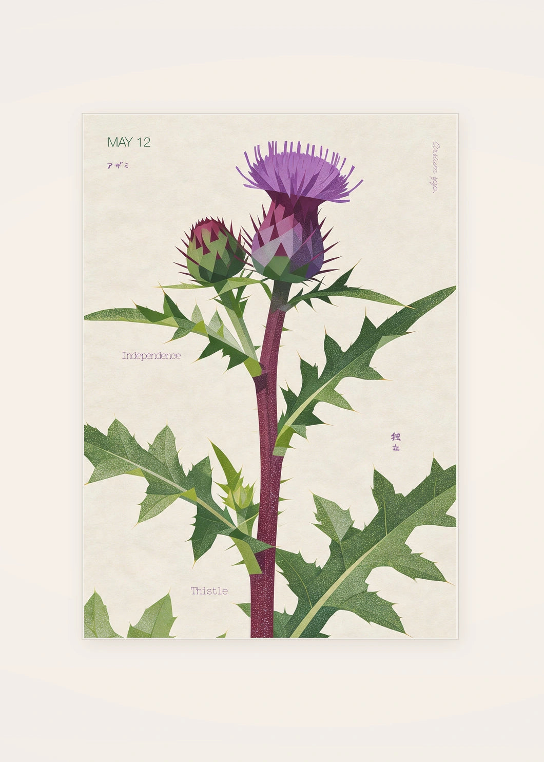 May 12 Thistle birth flower card — clean