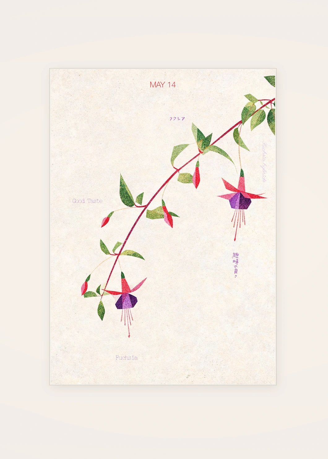May 14 Fuchsia birth flower card — clean