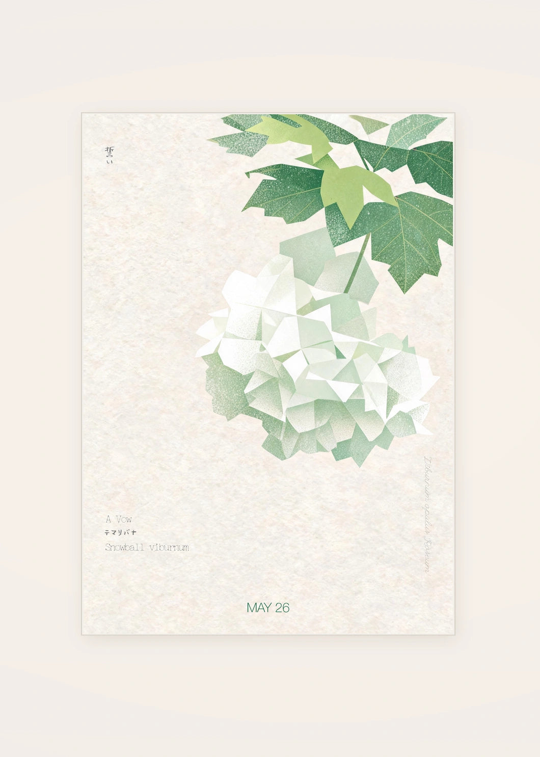 May 26 Snowball Viburnum birth flower card — clean