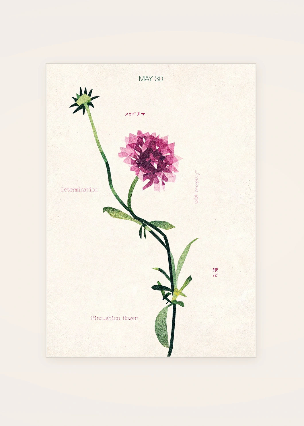 May 30 Pincushion Flower birth flower card — clean
