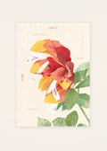 June 12 Shrimp Plant birth flower card — clean