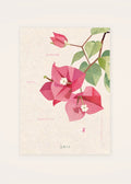 June 14 Bougainvillea birth flower card — clean