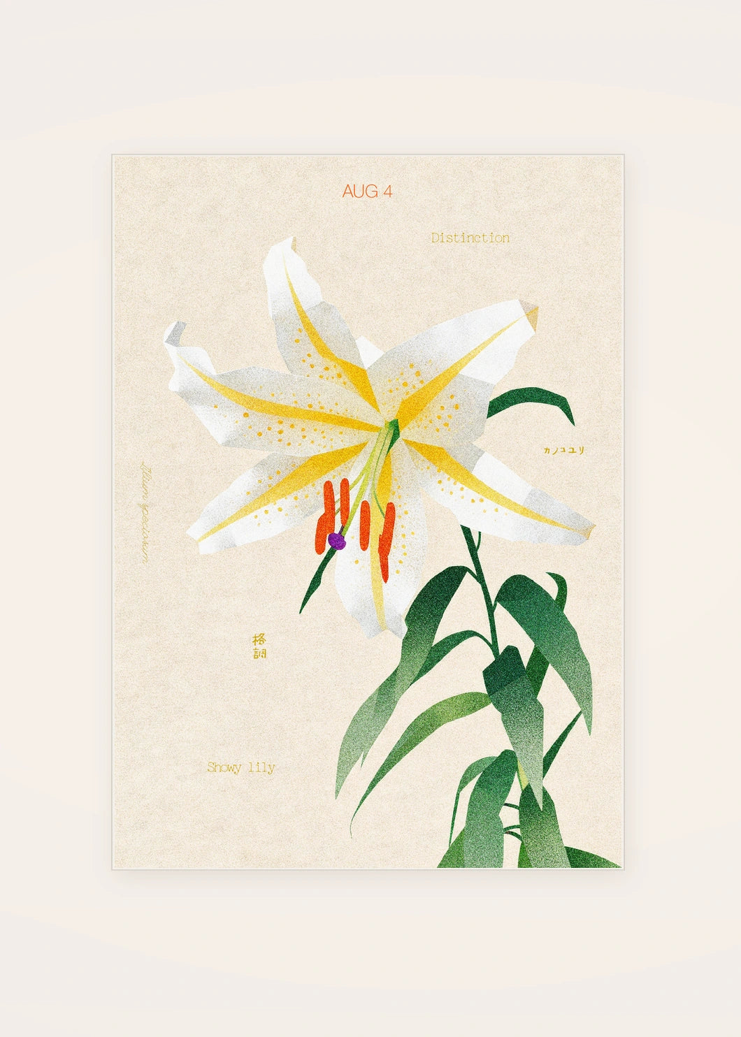 August 4 Showy Lily birth flower card — clean