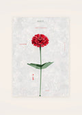 August 21 Zinnia birth flower card — clean