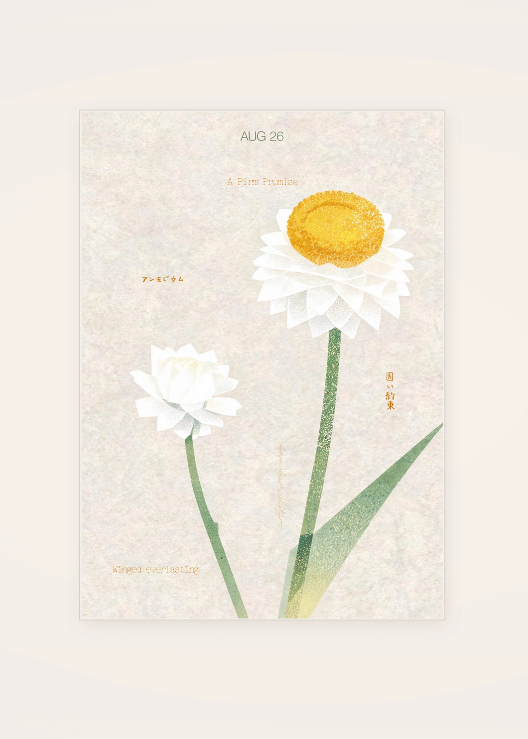 August 26 Winged Everlasting birth flower card — clean
